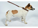 Laisse pour chien avec surpiqures