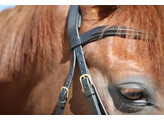 Bridle New Classic flash noseband black