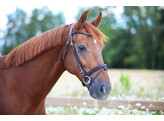 Bridle New Classic flash noseband dark brown