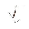 Collier de chasse elastique avec boucles laiton PS choco - brun