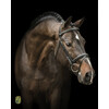 Bridon  New Pro  - boucles laiton - boucles laiton Full noir