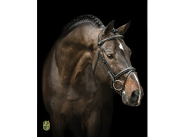 Bridon  New Pro  - boucles laiton