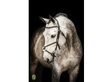 Bridon  New Pro  muserolle mexicain - renes caoutchouc - boucles inox - - boucle