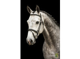 Bridle  New Pro   flash noseband - rubber grip reins - ss buckles - - ss buckles