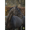 Bridon  New Pro  avec mus. allemandes - boucles inox - renes toile - - boucles i