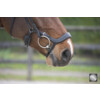Hoofdstel LEGACY / POLIDOR - CS austrailian nut
