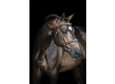 Bridon LEGENDARY - CS noir