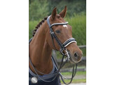 SUPERIOR PATENT Weymouth double bridle - CS black