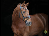 Bridle  Diamond  flash noseband
