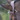 Pro Selected Bridon LEGEND / PRIMUS - CS noir