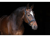 Bridle Limited browband Stellux rolled leather - CS black