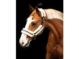 Nylon halter with sheepskin