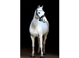 Hoofdstel BLUE ROCK - CS zwart