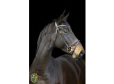 Bridon ROSADO muserolle dressage - boucles rose gold - FS choco