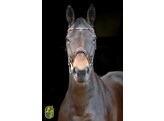 Bridon ROSADO muserolle dressage - boucles rose gold - FS choco