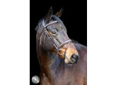 Pro Selected Bridon Heritage - muserolle combinee - CS australian nut