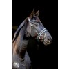 Pro Selected Hoofdstel Sunline Black - aansnoerneusriem met lak - CS zwart