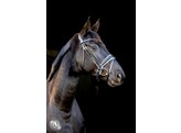 Pro Selected Hoofdstel Sunline Black - aansnoerneusriem met lak - CS zwart