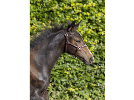 Headcollar MINI CRYSTAL