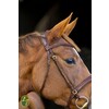 Bridle TRESS flash noseband - CS nut brown