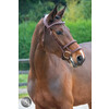 Hoofdstel LEGEND / GOTHA - FS australian nut